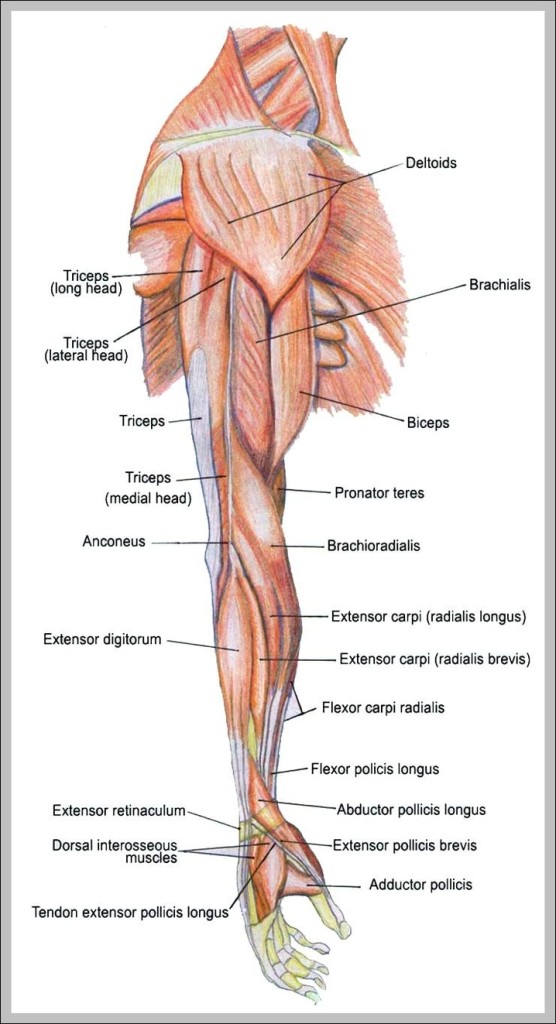 arms muscles