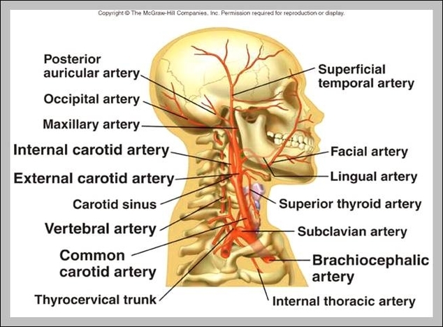 arteries of the neck and head