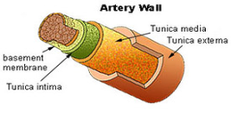 artery diagram