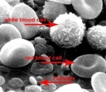 artificial blood