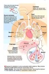 asbestos diagram