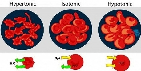 asmotic pressure on blood cells diagram