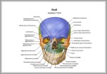 atlas of human anatomy