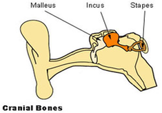 auditory ossicles diagram