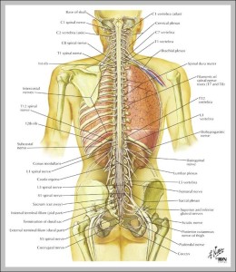 back anatomy | Anatomy System - Human Body Anatomy diagram and chart images