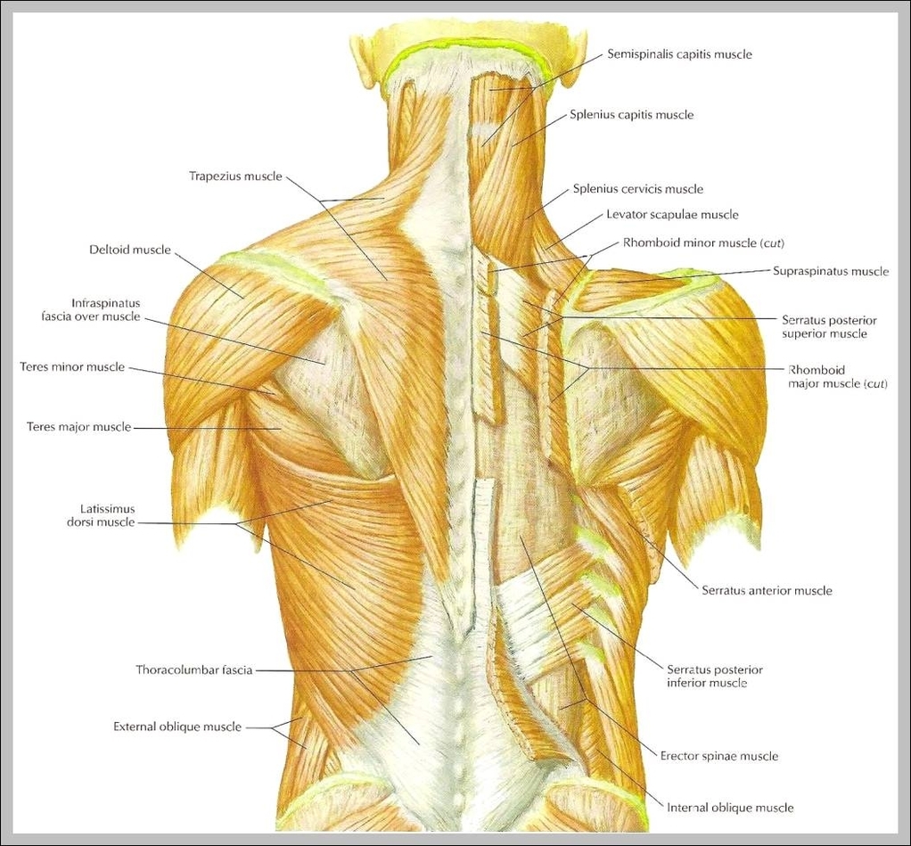 back shoulder muscles 1024x980