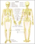 back skeletal anatomy