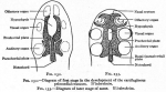 bailey diagram