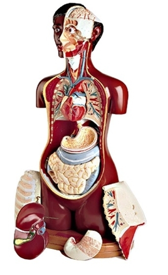 black torso human anatomy model