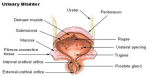 bladder diagram