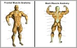 blank muscle diagram 1024x659