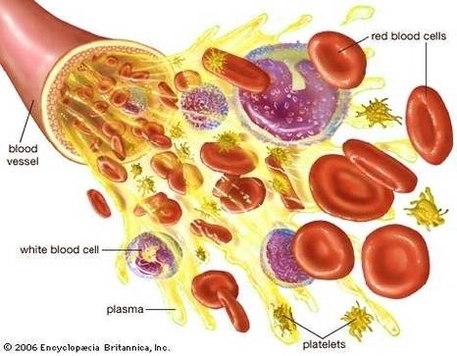 blood cell diagram