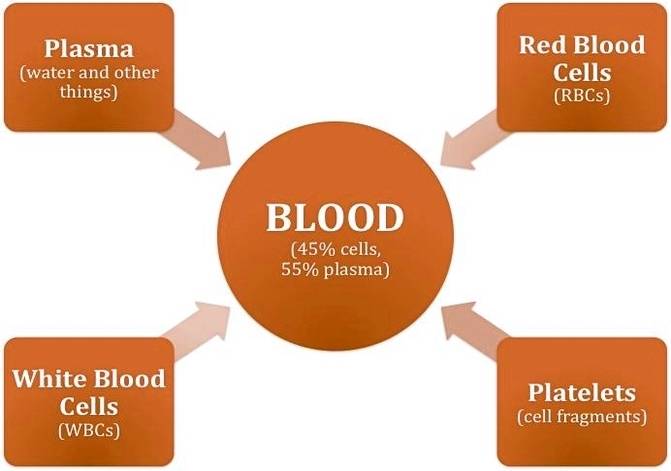 blood composition diagram
