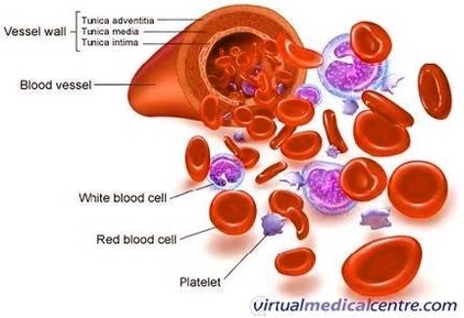 blood diagram