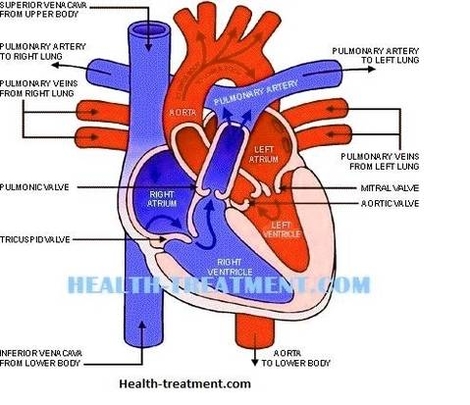 blood flow diagram