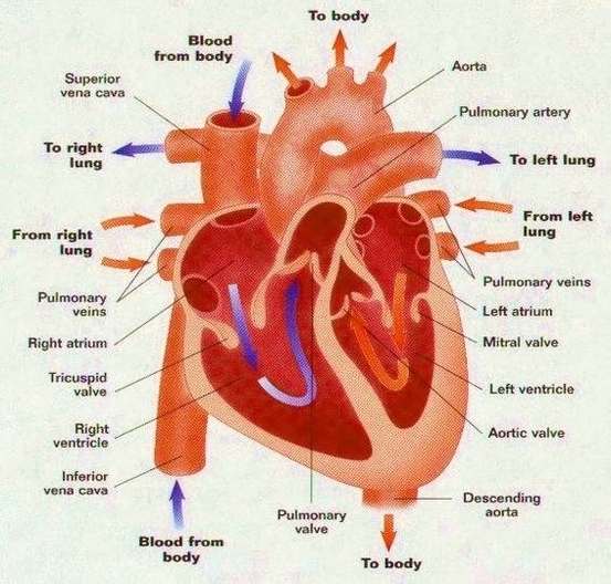 blood flow in heart