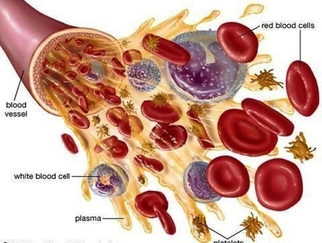 blood plasma1