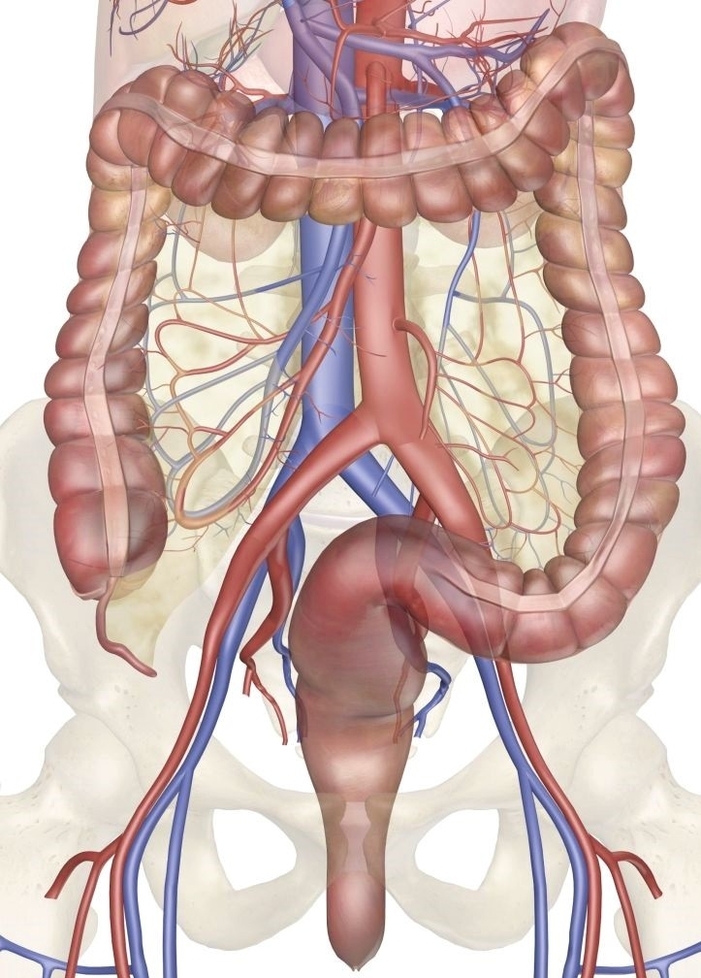 blood supply to the intestines anatomy
