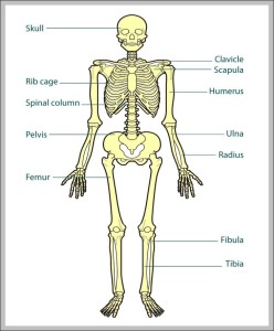 body bones diagram | Anatomy System - Human Body Anatomy diagram and ...
