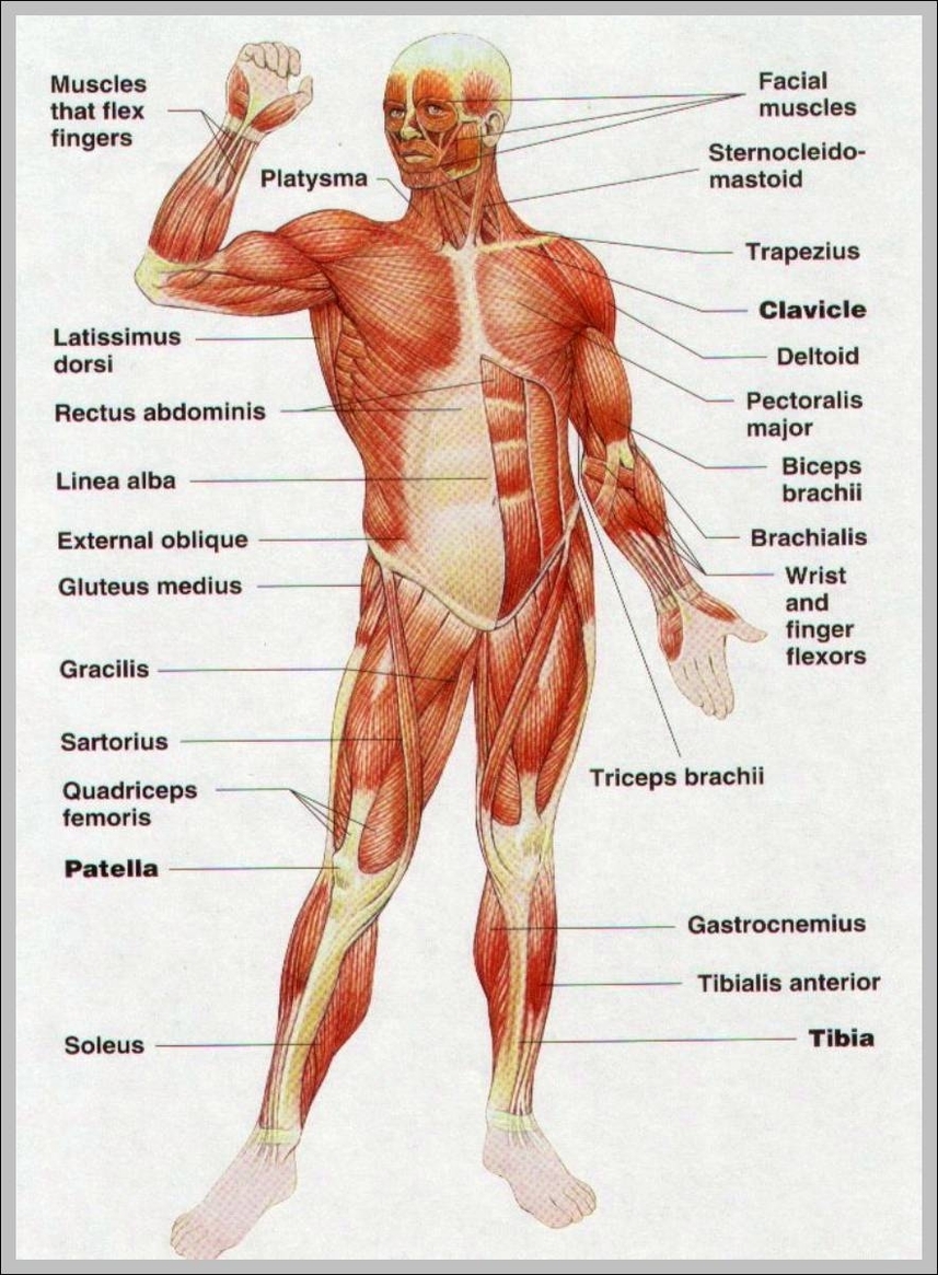 body muscles diagram
