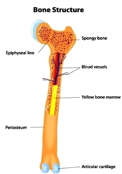 bone anatomy scheme vector