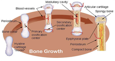 bone growth diagram