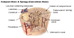 bone tissue diagram