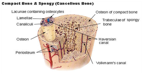bone tissue diagram
