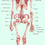 bones in human body