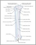 bones in the lower leg 744x981