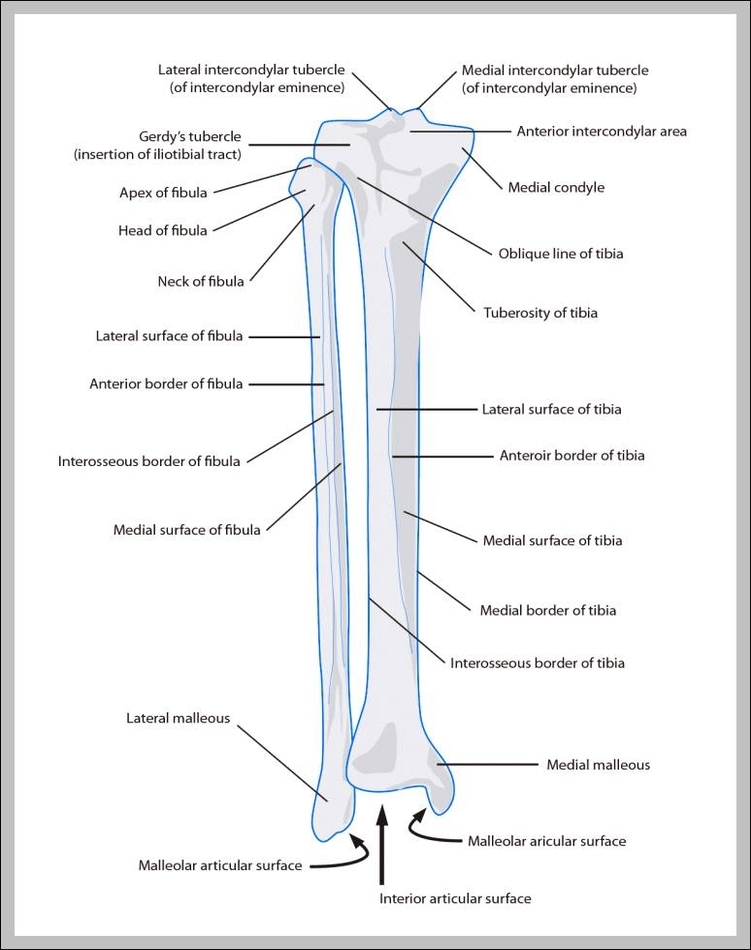 bones in the lower leg 744x981