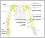 bones of the human body