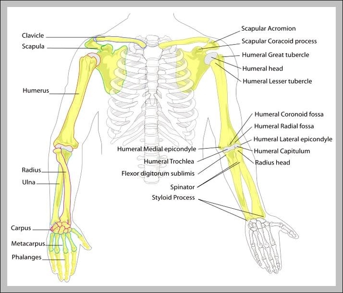 bones of the human body