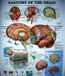 brain anatomy