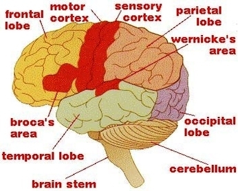 brain anatomy and function