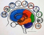 brain anatomy shirt large