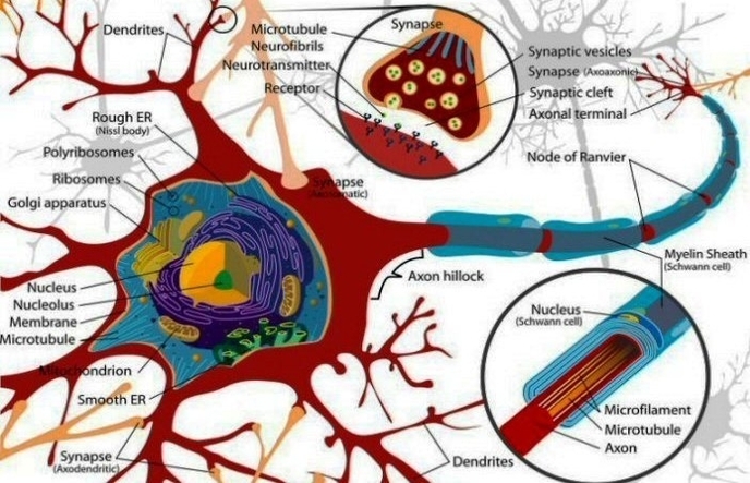 brain neuron cell