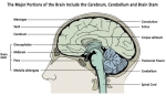 brain portions illus