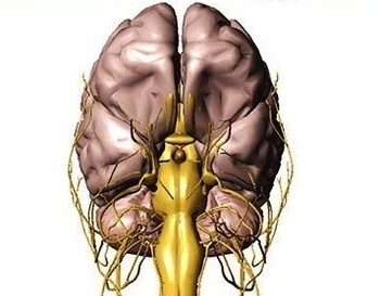 branial nerves brain