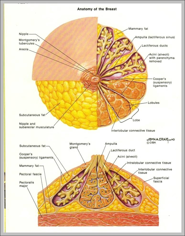 breast anatomy pictures 744x988