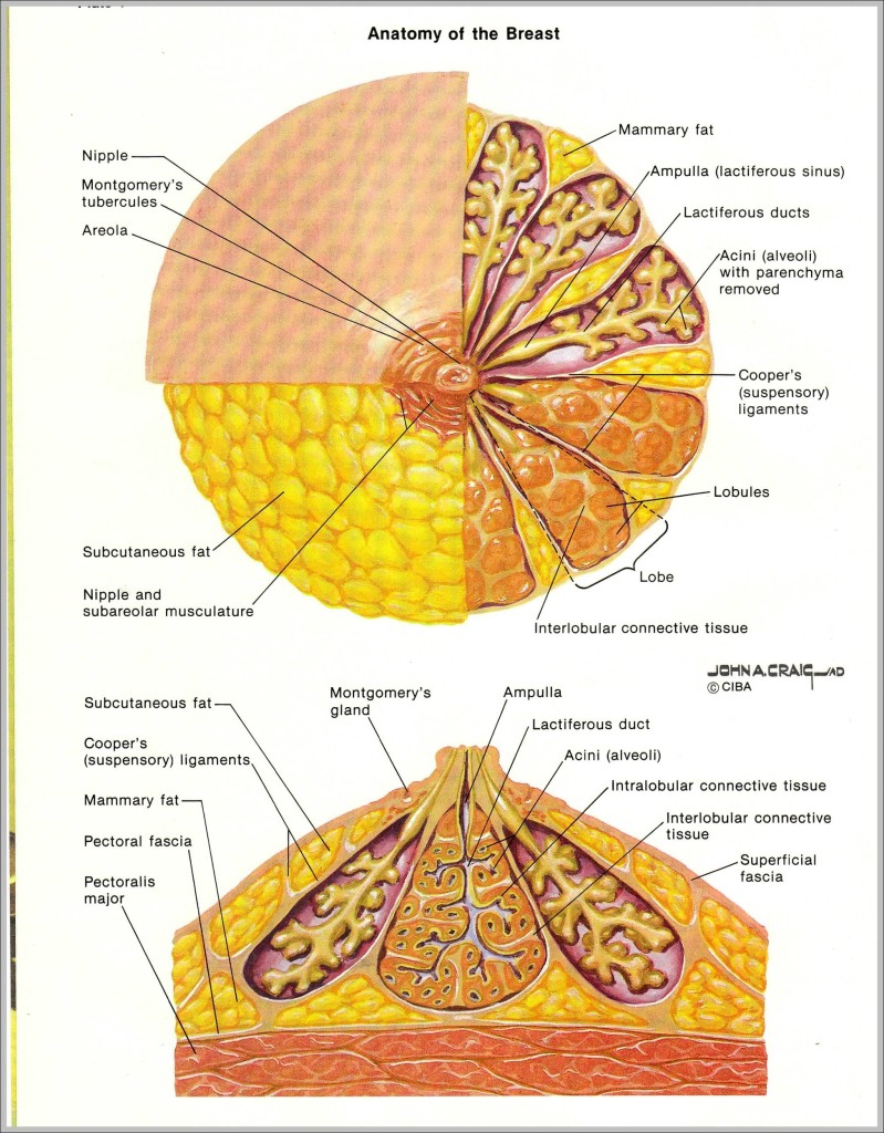 Anatomy System - Human Body Anatomy diagram and chart images | Human