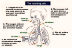 breathing anatomy