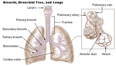 bronchi lungs diagram