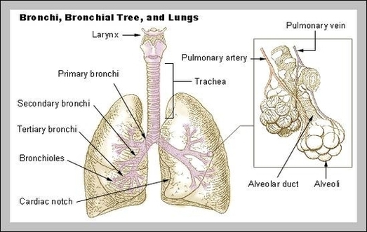 bronchus