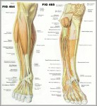 calf muscle anatomy