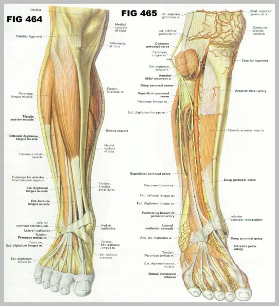 calf muscle anatomy