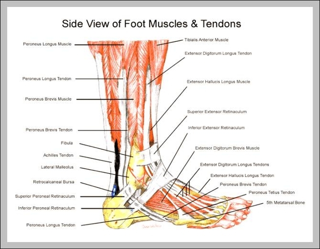 calf muscle diagram