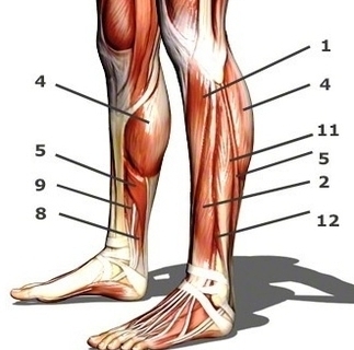 calf muscles side view