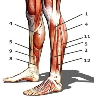 calf muscles side view