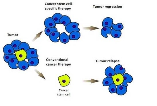 cancer stem cells diagram